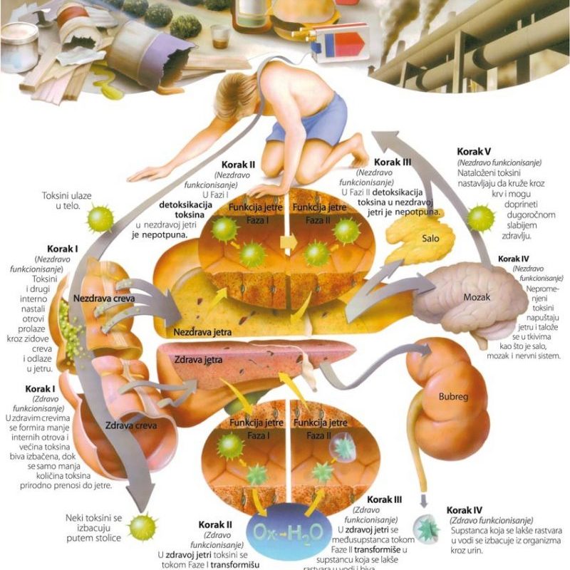 detoksikacija organizma